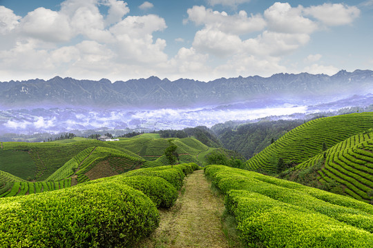 湖北鹤峰木耳山茶园