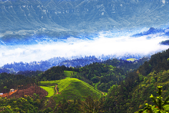 湖北鹤峰木耳山茶园