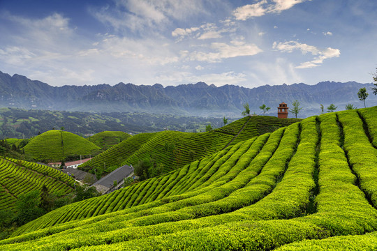 湖北鹤峰木耳山茶园