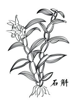 石斛線描