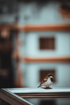 鸟