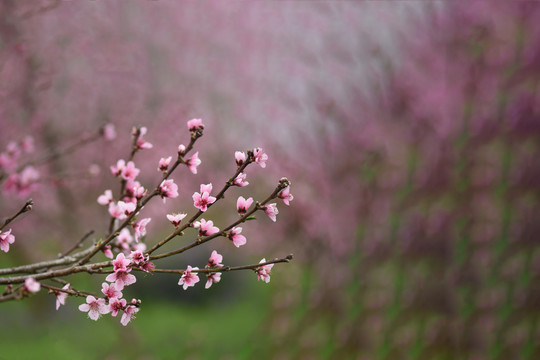 桃花