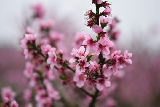 桃花