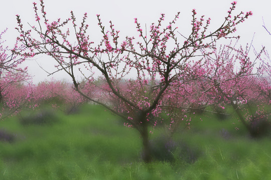 桃花