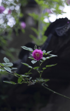 苏州园林艺圃蔷薇