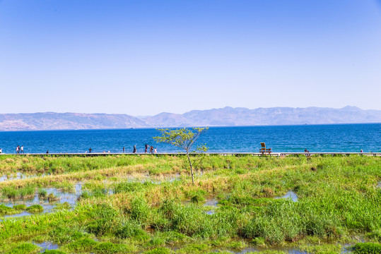 云南抚仙湖湿地