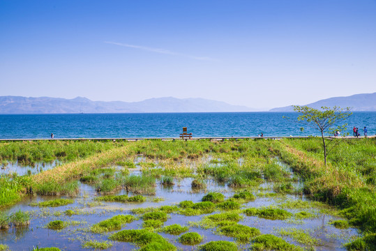 云南抚仙湖湿地