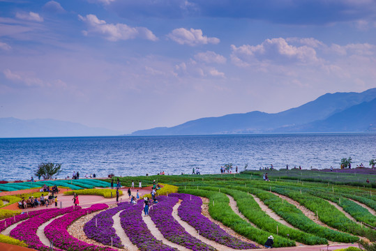 湖畔花田