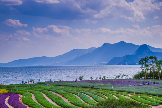 湖畔花田