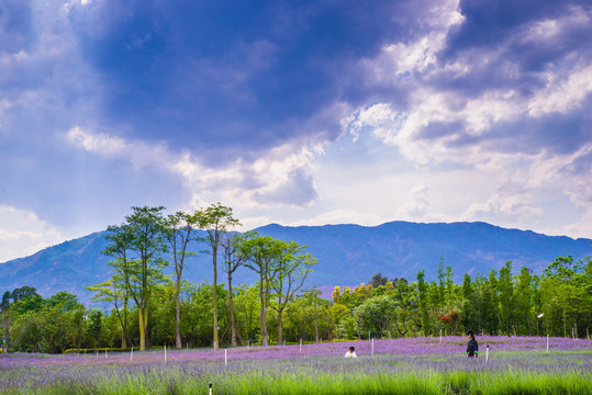 薰衣草湿地