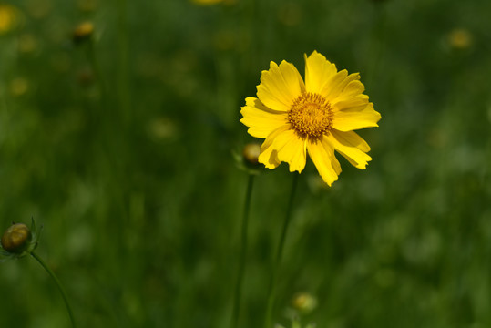 小黄花