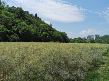 油菜籽田