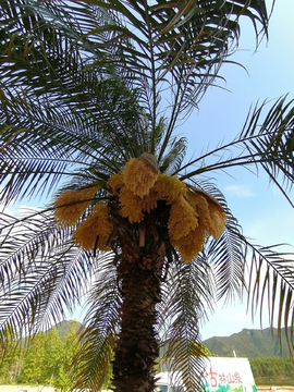 大王椰宾糖树