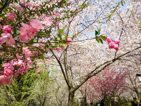 樱花