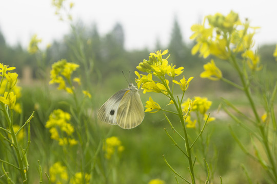 蝴蝶和油菜花