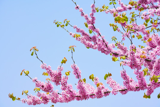 梅花鲜花植物