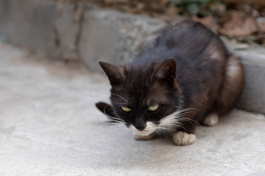 野猫