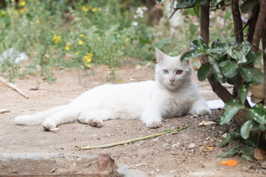 野猫