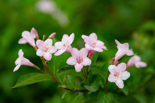 锦带花