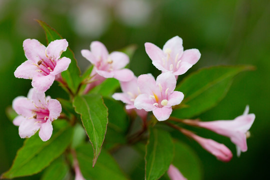 锦带花