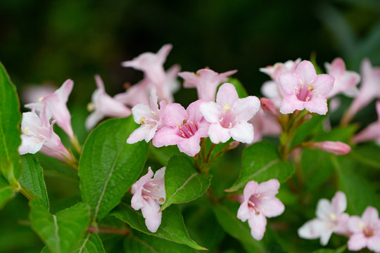 锦带花