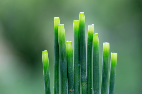 节节草