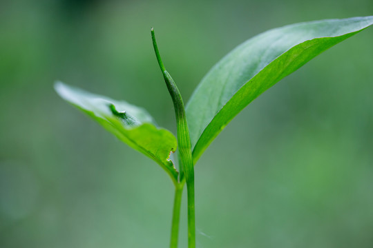 芽