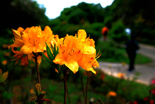 黄色杜鹃花