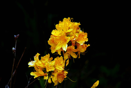 黄色杜鹃花特写