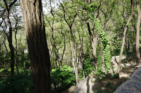 泰山与孔庙