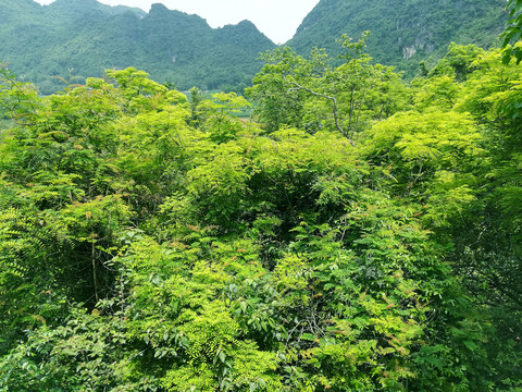 相思树林