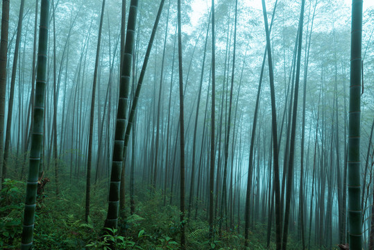 雾气朦胧的竹林