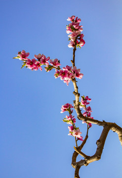 蓝色背景的桃花树枝