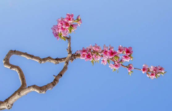 蓝色背景的桃花树枝