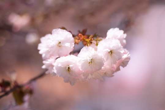 双樱花盛开