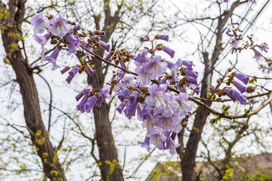 梧桐花