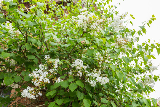 丁香花