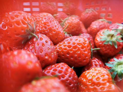 夏日限定草莓