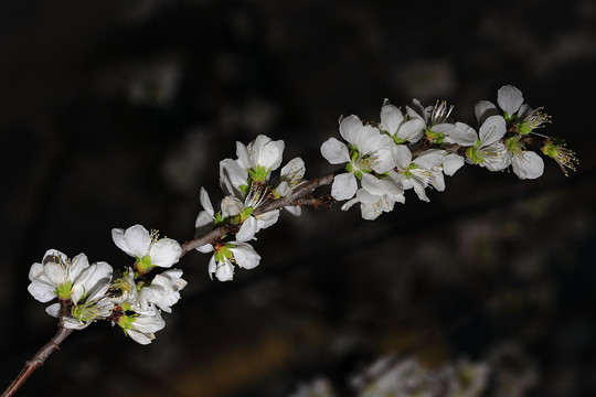 梨花杏花梅花