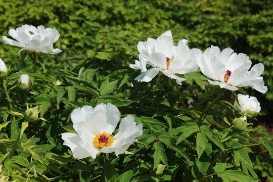 白芍药花