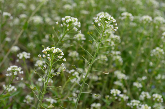 荠菜花