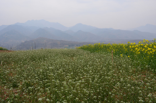 荠菜花和油菜花