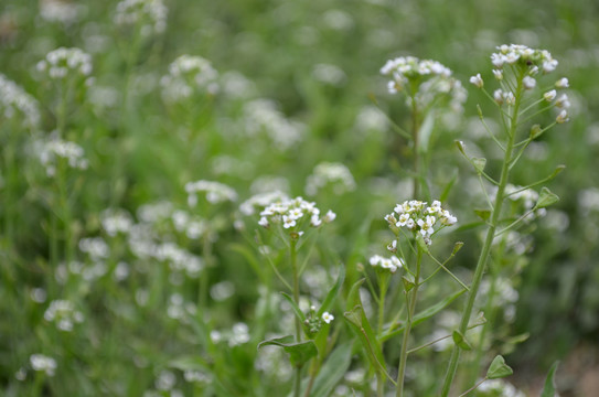 荠菜花