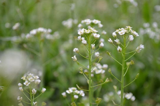 荠菜花