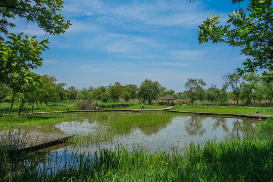 西溪湿地