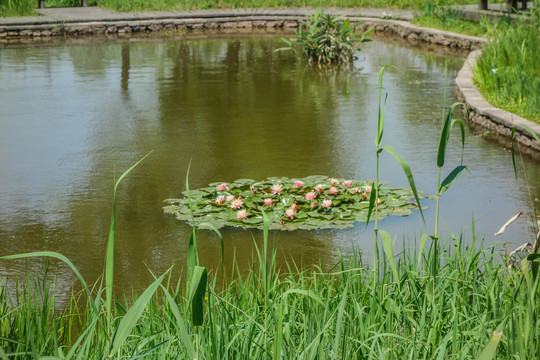 西溪湿地