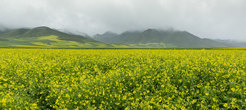 高原油菜花