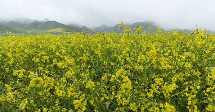 高原油菜花