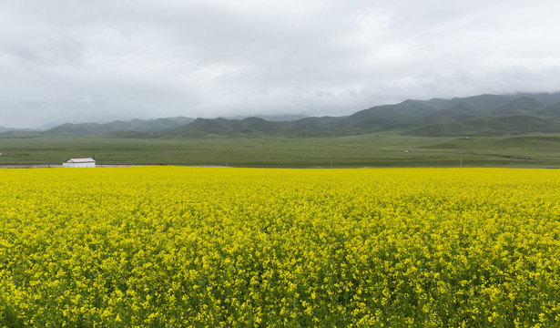 高原油菜花