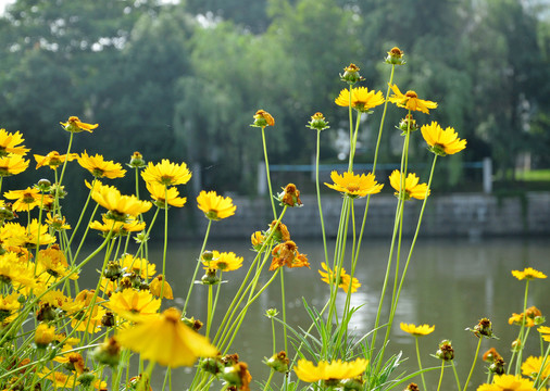 花卉湖畔小黄花